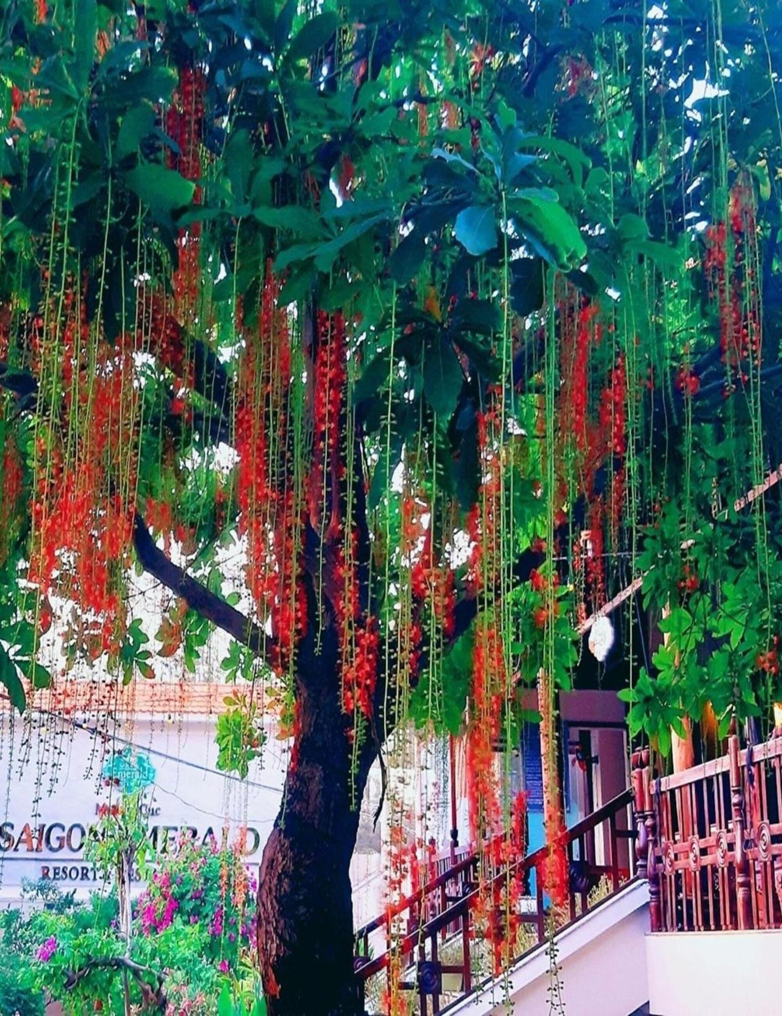 Saigon Emerald Beach Resort Фантхьєт Екстер'єр фото